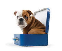 dog traveller