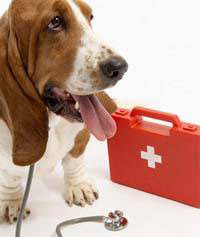 dog and first aid kit