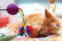 cute kitten playing