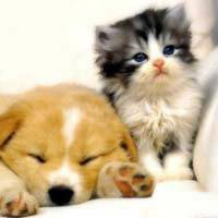 puppy and kitten