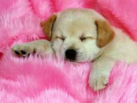 super-cute-dog